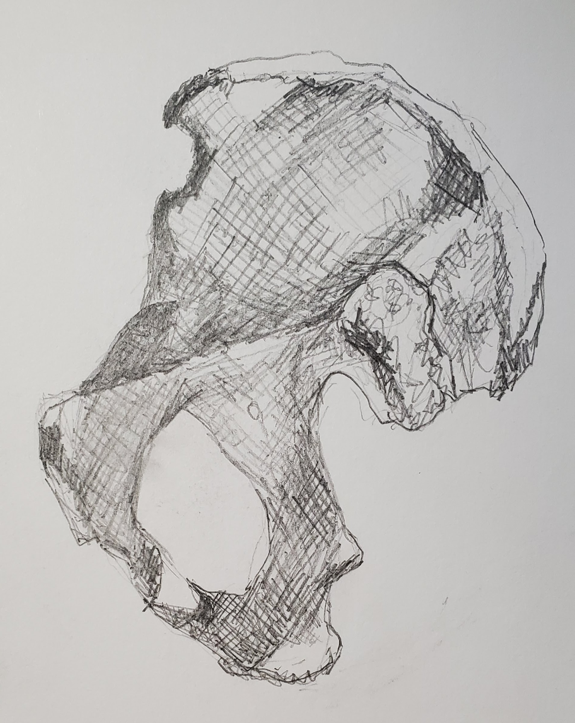 anatomy drawing of coxal bone skeleton pelvic black and white grey pencil graphite