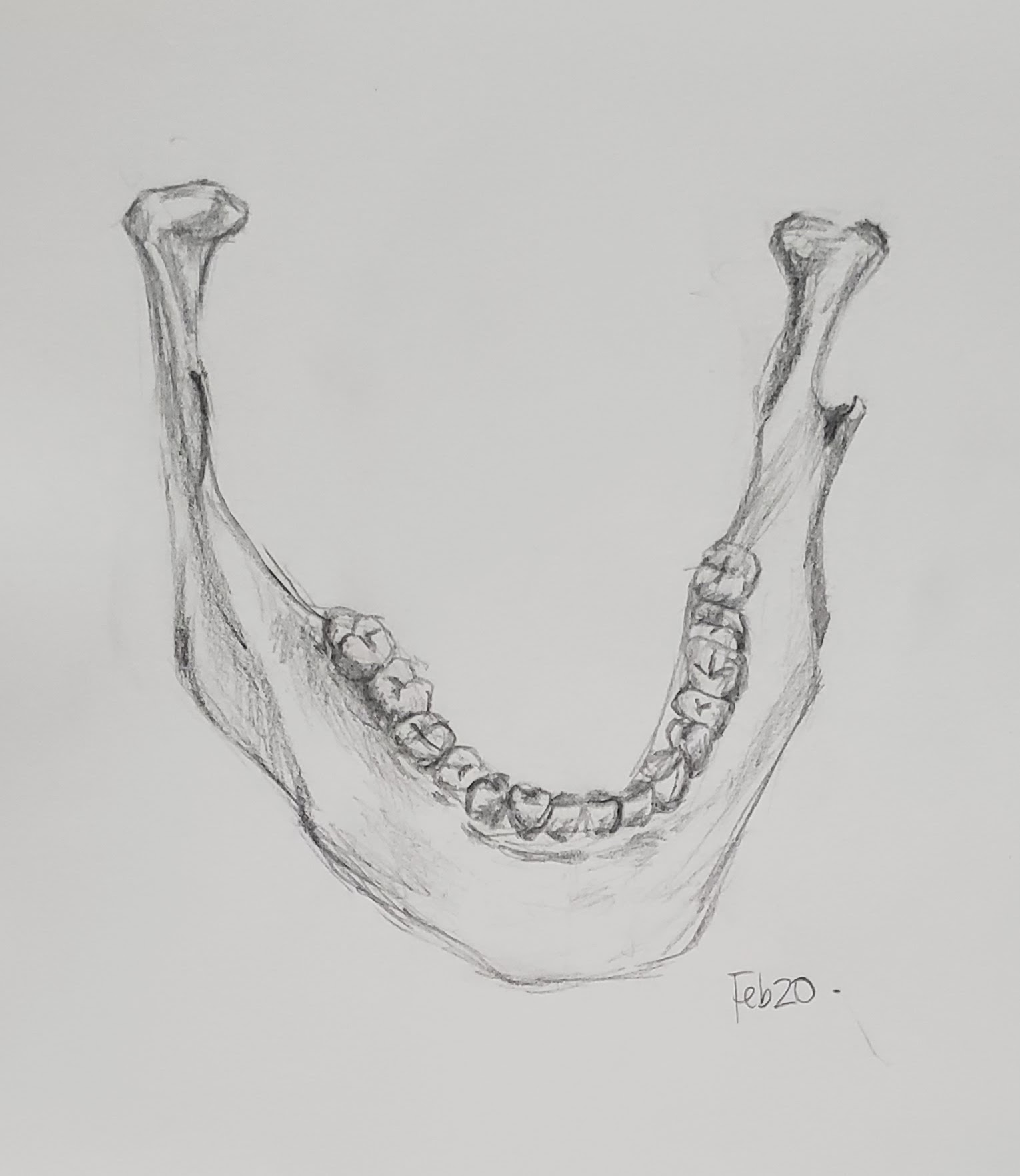 anatomy drawing of lower mandible with teeth jaw bone skeleton black and white grey pencil graphite